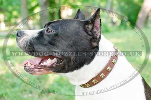 studded dog collar for amstaff