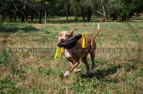 dog training bite tug