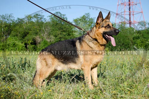 Leather dog collar for German Shepherd uk