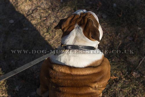 Dog Collar and Lead in One UK