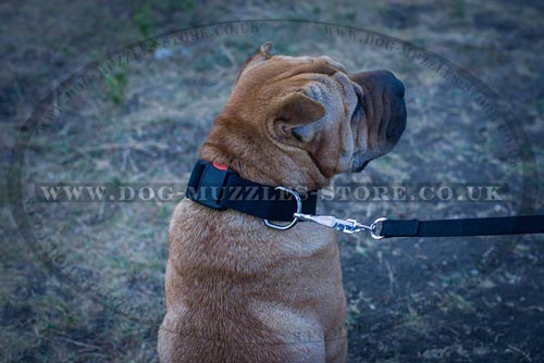 The Best Collar for Shar Pei