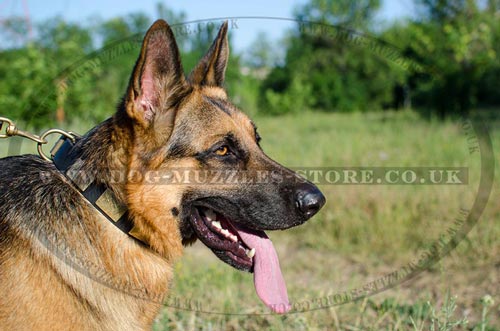 Big German Shepherd Collar