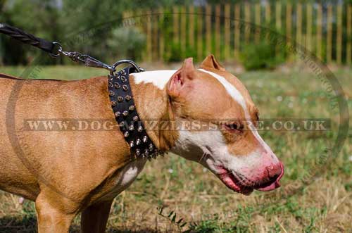 Pitbull spiked collar