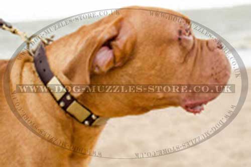 Dog De Bordo Collar UK