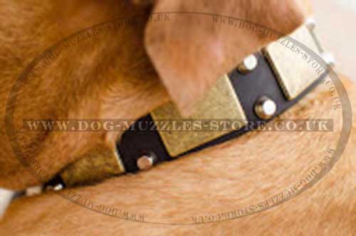 Best Dog Collar for Dog De Bordo