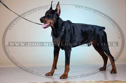 leather dog harness