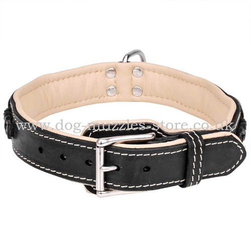 dog leather collar uk