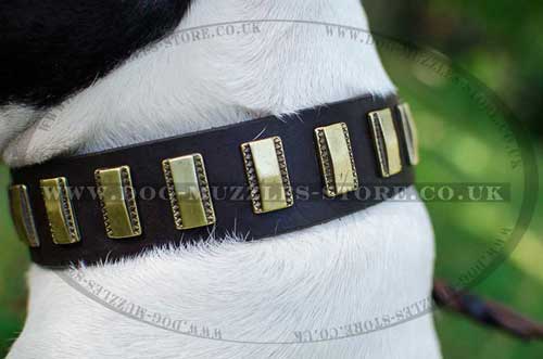 Dog leather collars for Amstaff