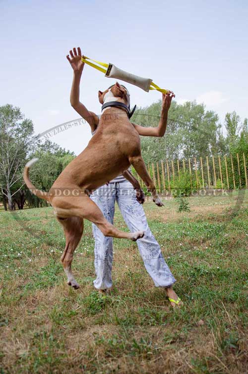 dog tug with handles