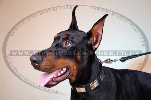 leather dog collar