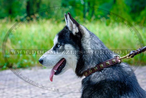 Husky Puppy Collars UK