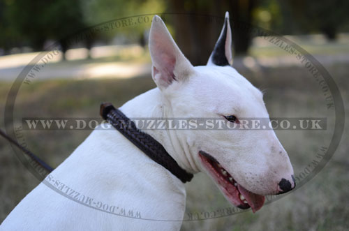 English Bull Terrier Collar UK Bestseller