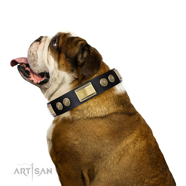 English Bulldog dog collar for sale