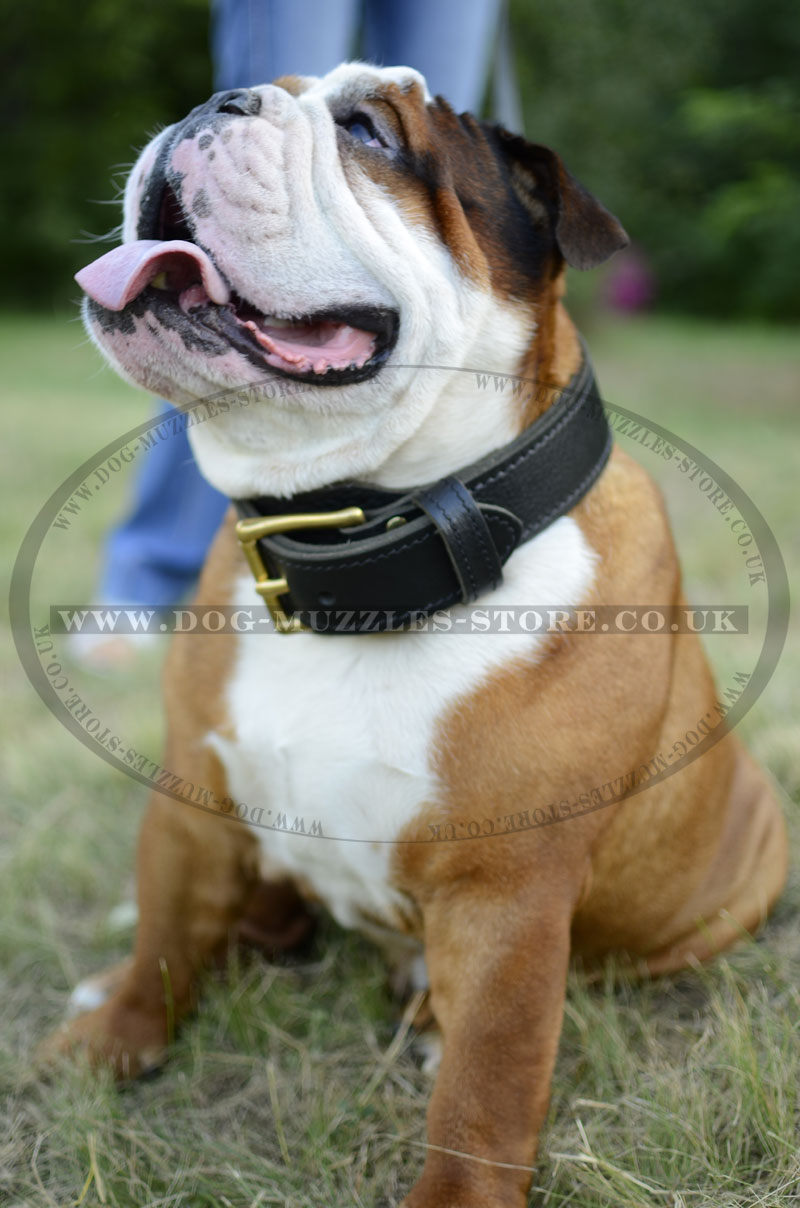 2 Ply Leather Dog Collar English Bulldog Collars UK £37.50