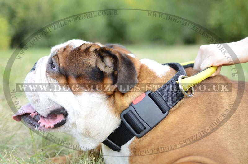 Best training collar store for english bulldog