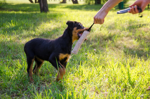 dog tug toys