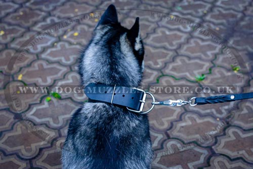 Buy Husky Collars UK