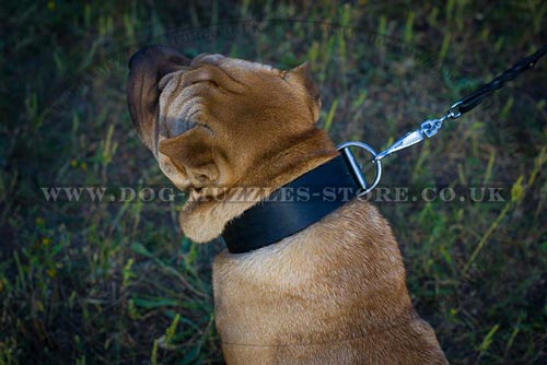 The Best Shar Pei Collars UK