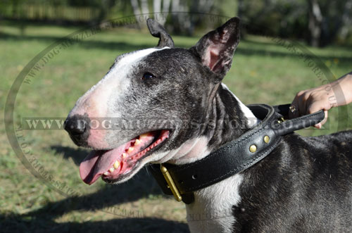 Bull Terrier Leather Dog Collar with Handle