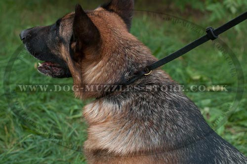 German Shepherd Collar and Lead for Dog Walking