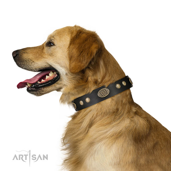 golden-retriever Dog collar for Sale