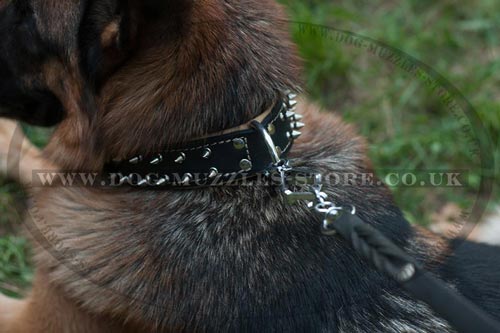 Designer Dog Collar UK