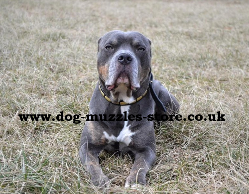 Designer Dog Collar UK