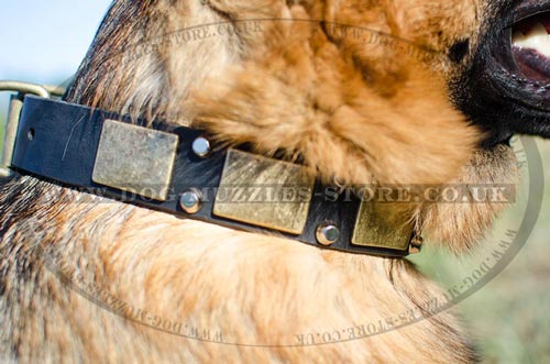 Best Dog Collar