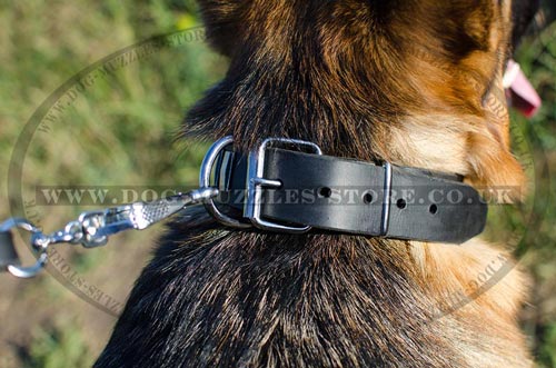 Designer dog collars