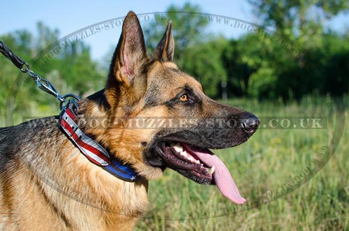 GSD Dogs Collars