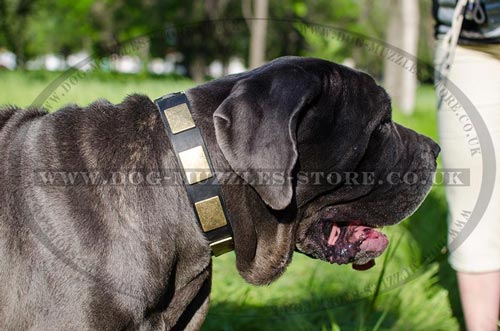 Mastiff Collars UK