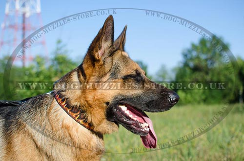 German Shepherd Collars