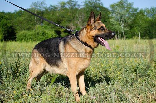 German Shepherd Collars