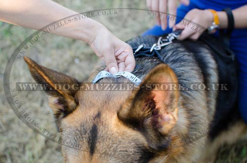 how to measure dog collar sizeg