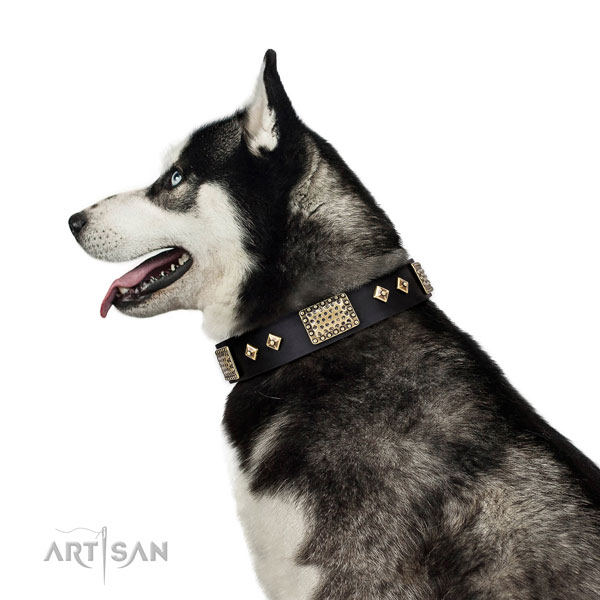 Husky dog collar for sale