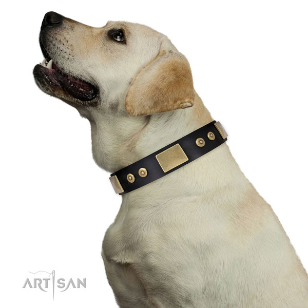 Labrador dog collar for sale