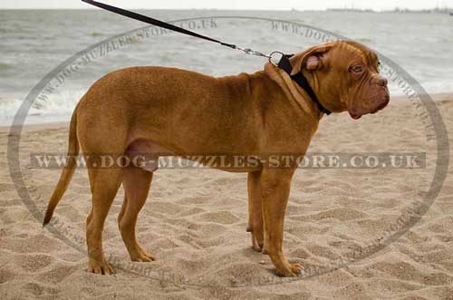 Large dog collar best choice