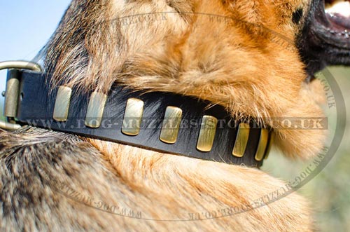 Large Dog Collar with Buckle