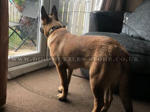 Large Leather Dog Collar for Belgian Malinois