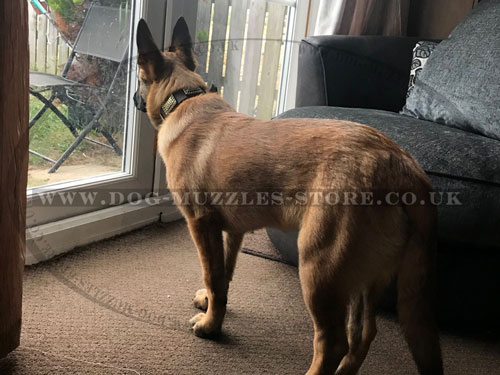 Large Leather Dog Collar for Belgian Malinois