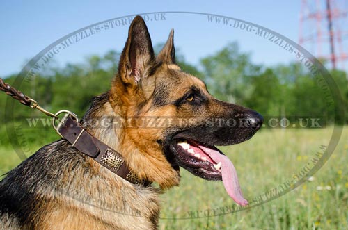 Best Collar for German Shepherd