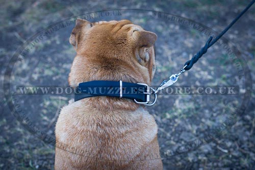 Shar Pei Dog Buckle Collar for Sale