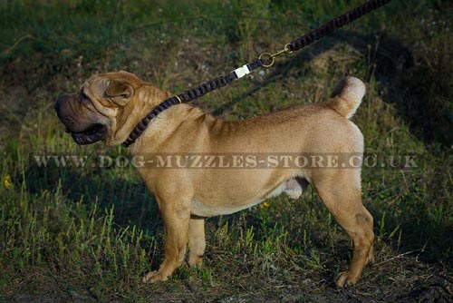 Dog Choker Collar for Shar Pei Training