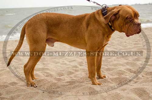 Designer dog collar with brass plates