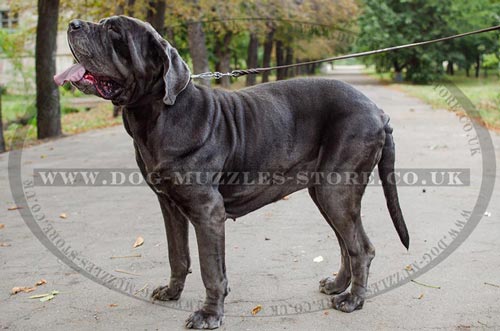 Neapolitan Mastiff Collar UK