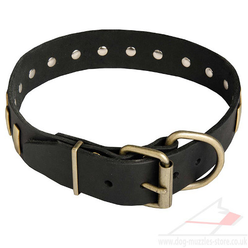 American Staffordshire Terrier Leather Dog Collar