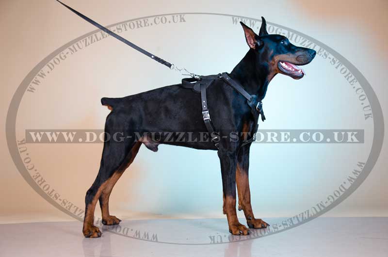 Padded Leather Dog Harness for Agitation Training