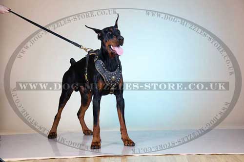 large dog harness