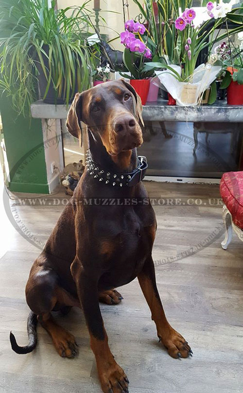 Spiked Dog Collar for Doberman