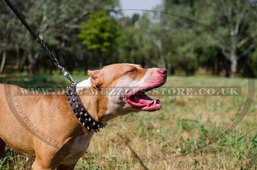 Spiked Dog Collar for Pitbull